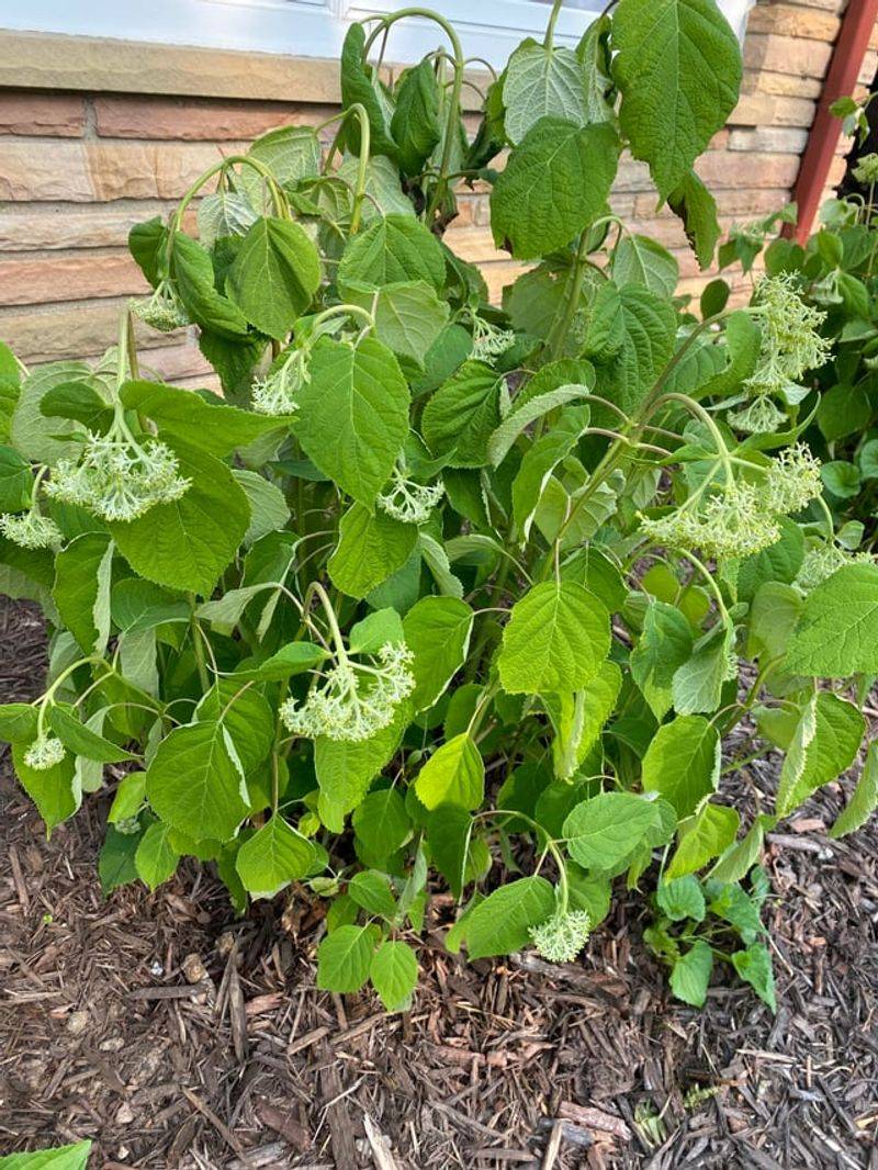 Leaves And Blooms Drooping Even After Watering Leaves And Blooms Drooping Even After Watering