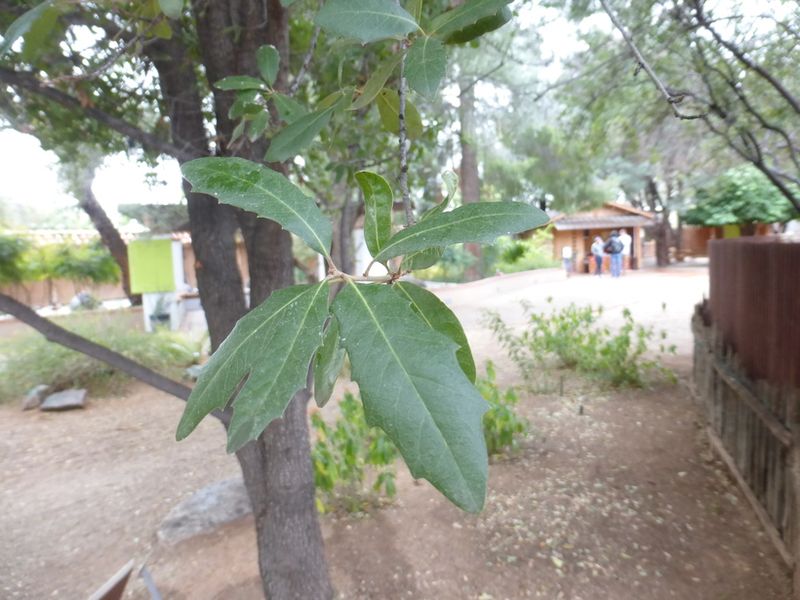 Leaves Can Drop During Drought To Reduce Water Demand