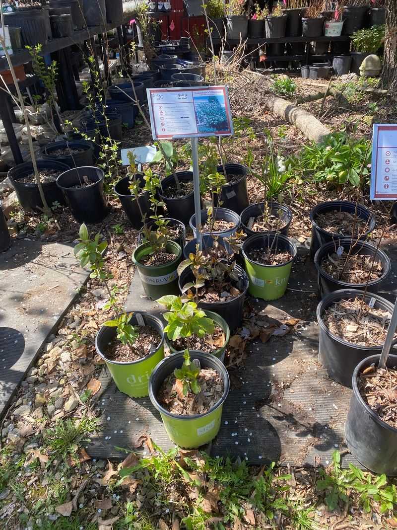 Leaves For Wildlife Turns Shade Trees Into Backyard Habitat Leaves For Wildlife Turns Shade Trees Into Backyard Habitat