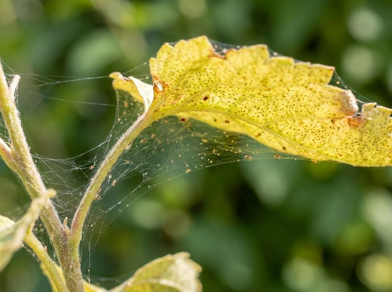 Leaves Or Needles Are Starting To Turn Yellow