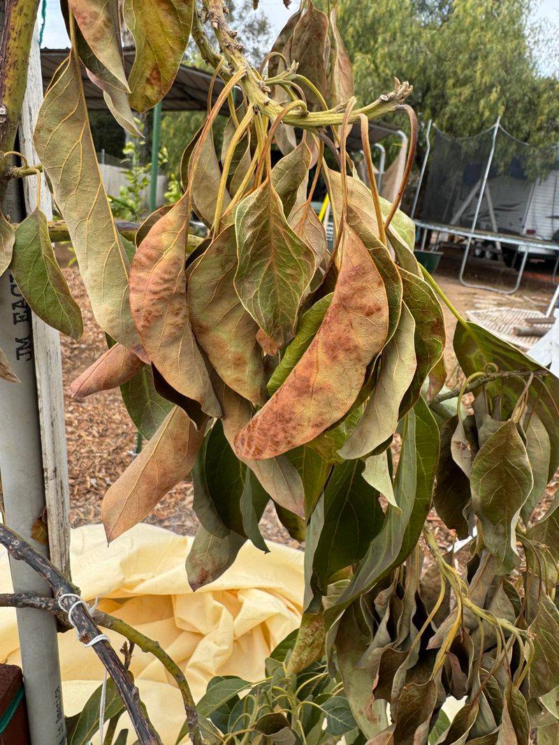 Leaves With Crispy Brown Edges Leaves With Crispy Brown Edges