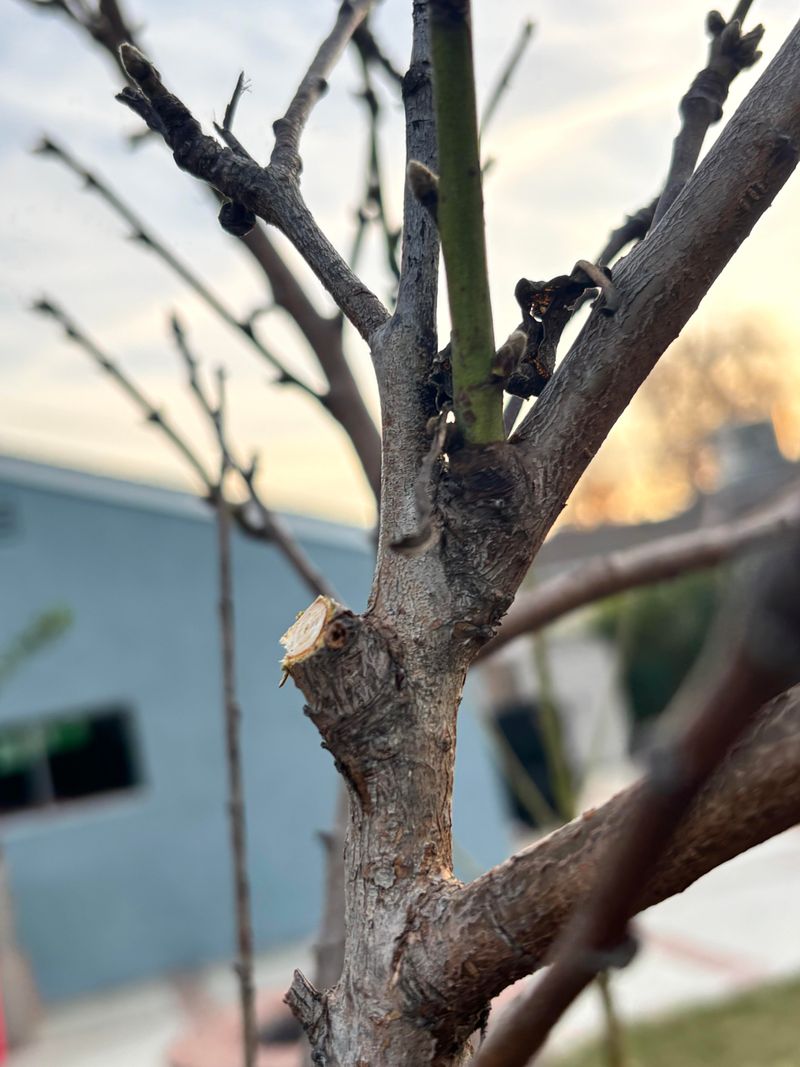 Leaving A Stub Can Trigger More New Shoots Leaving A Stub Can Trigger More New Shoots