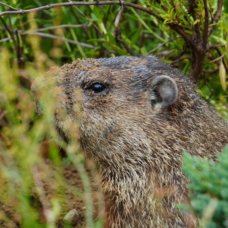 Leaving Bulbs In The Ground Gives Gophers A Food Source Leaving Bulbs In The Ground Gives Gophers A Food Source