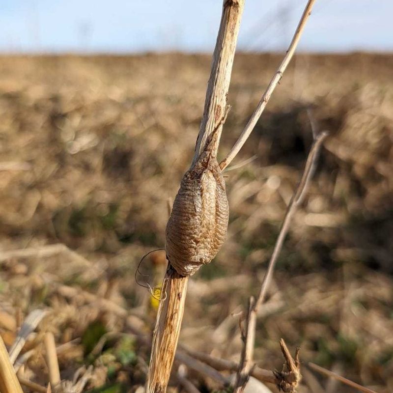 Leaving Egg Cases In Place Lets Nature Take Its Course Leaving Egg Cases In Place Lets Nature Take Its Course