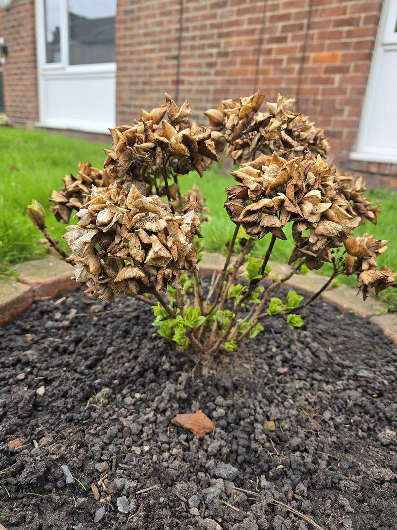 Leaving Faded Blooms Right Where They Are