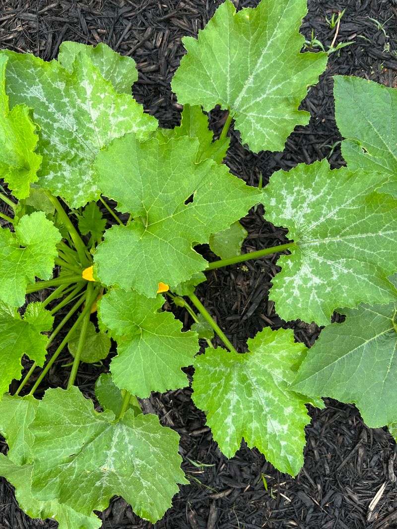 Leaving Healthy Green Leaves Completely Alone