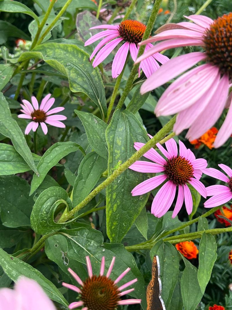 Leaving Healthy Leaves To Keep Feeding The Plant