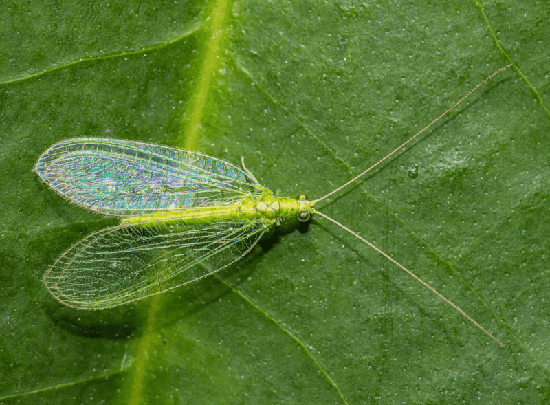 Leaving Lacewings Alone Lets Them Keep Working