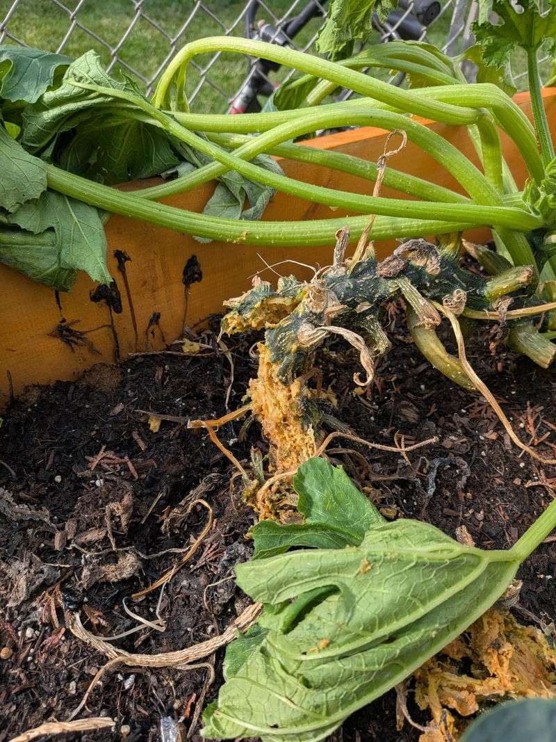 Leaving Old Plant Debris In The Garden