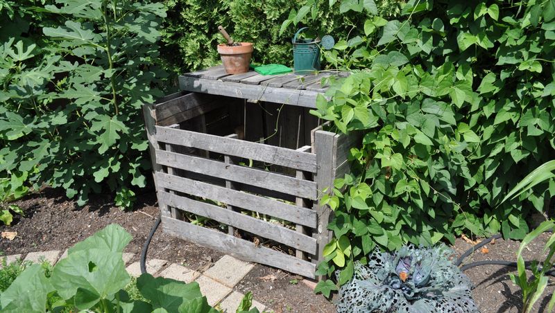 Leaving Other Food Outside Keeps Rats Around After Harvest Leaving Other Food Outside Keeps Rats Around After Harvest