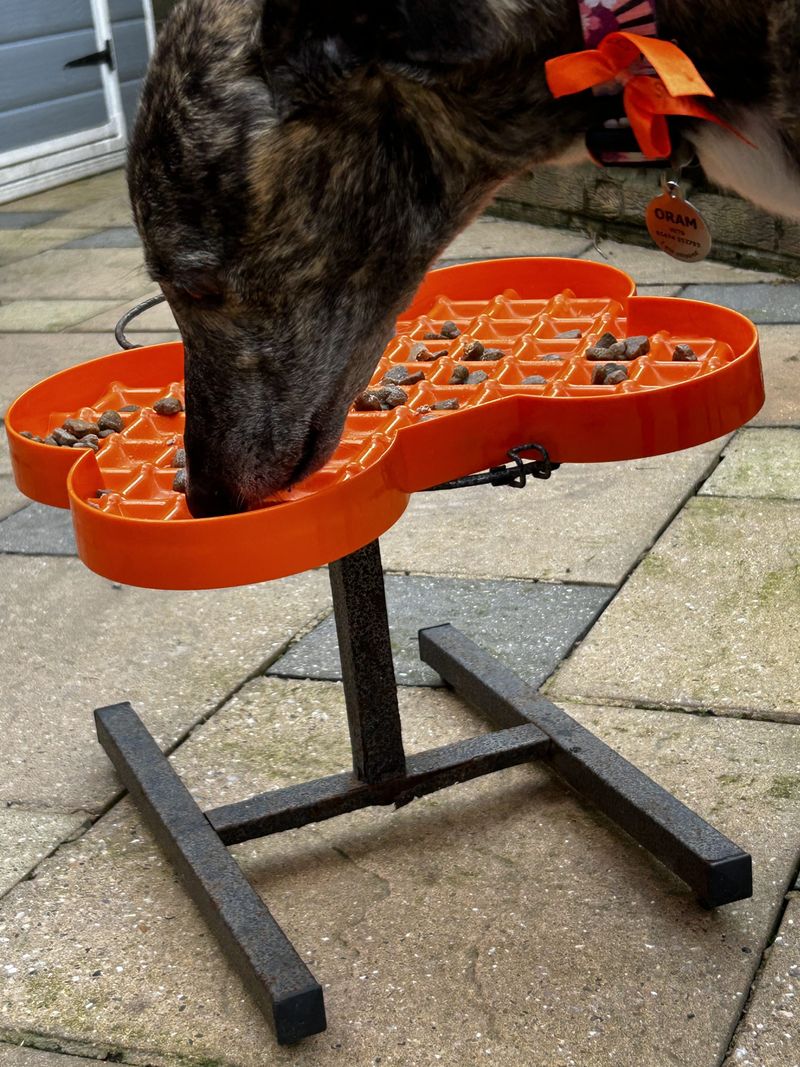 Leaving Pet Food Outside Can Attract Coyotes Leaving Pet Food Outside Can Attract Coyotes