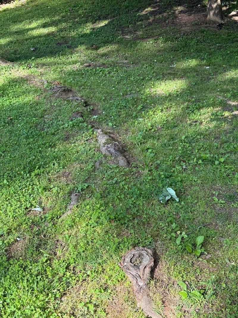 Leaving Roots Exposed To Baking Soil