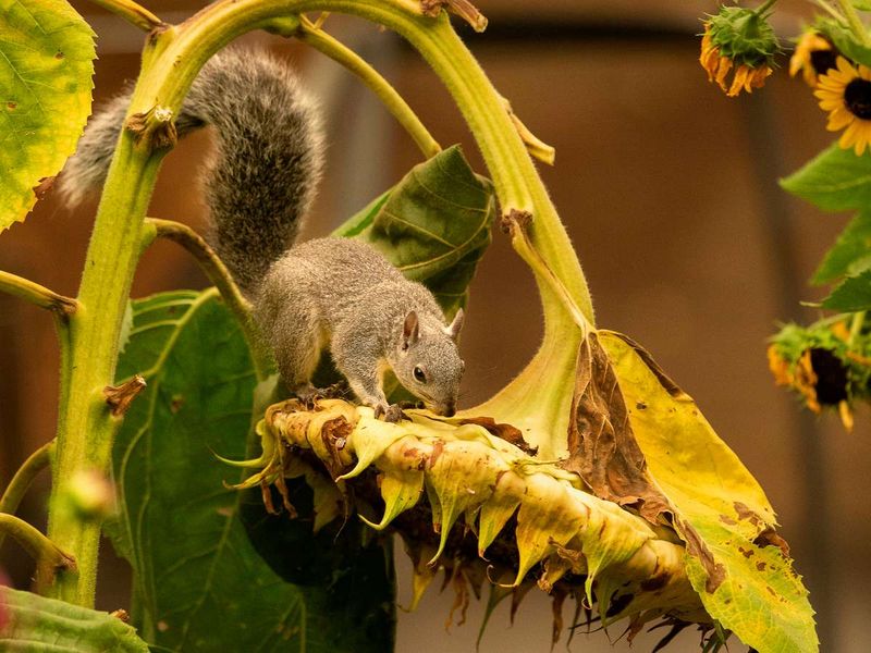 Leaving Seed Heads Standing Extends The Feeding Opportunity
