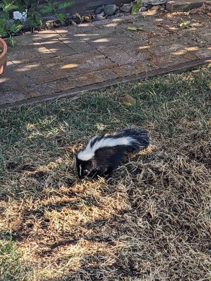 Leaving Some Lawn Damage Alone Can Help Recovery