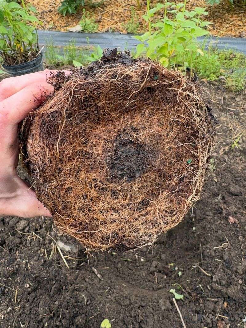 Leaving Store Pots Too Long Restricts Root Growth