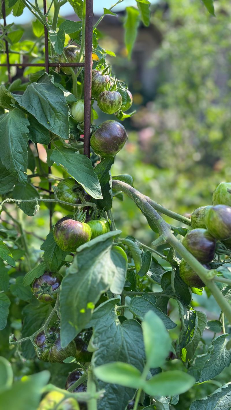 Leaving Too Many Fruits On The Vine At Once
