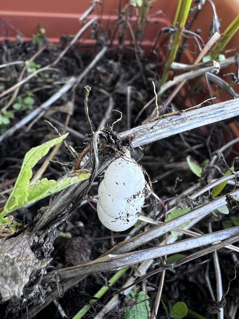 Leaving Tubers Behind Can Allow The Weed To Return