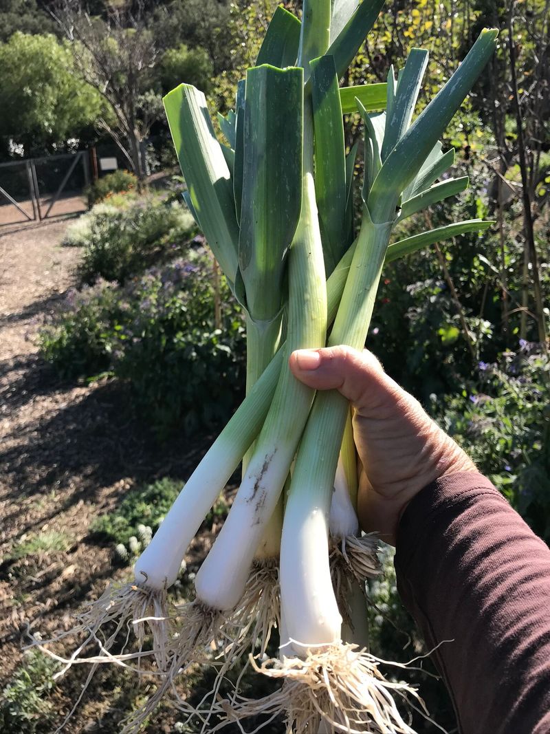 Leeks Hold Up Well And Taste Better In The Cold