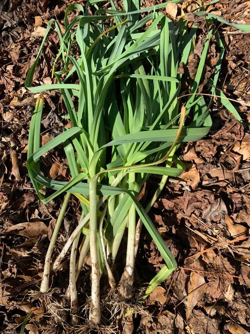Leeks Staying Put For A Long Cool-Season Harvest