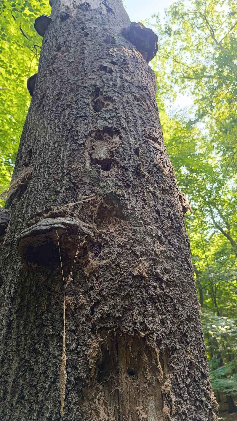 Left Unchecked It Can Spread To Nearby Trees