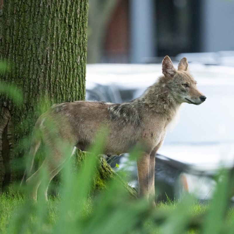 Leftovers May Attract Other Wildlife To The Same Spot Leftovers May Attract Other Wildlife To The Same Spot
