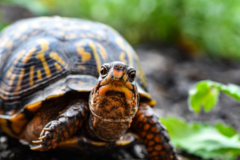 Legal Protections For Box Turtles In Connecticut Legal Protections For Box Turtles In Connecticut