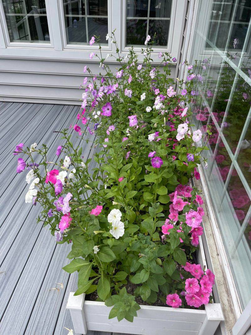 Leggy Growth From Heat Stress Halts Petunia Blooming Leggy Growth From Heat Stress Halts Petunia Blooming