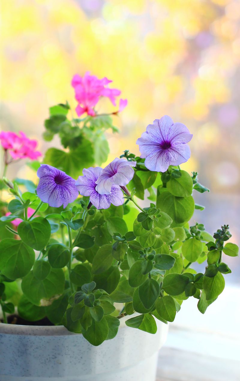 Leggy Growth Reduced Flower Output