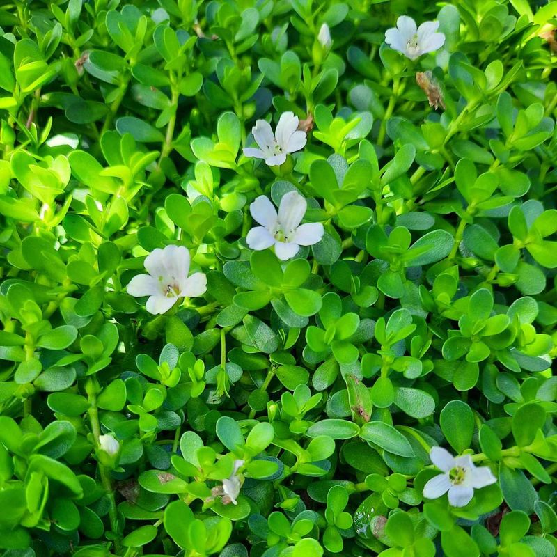 Lemon Bacopa Is The Native Trailer To Know