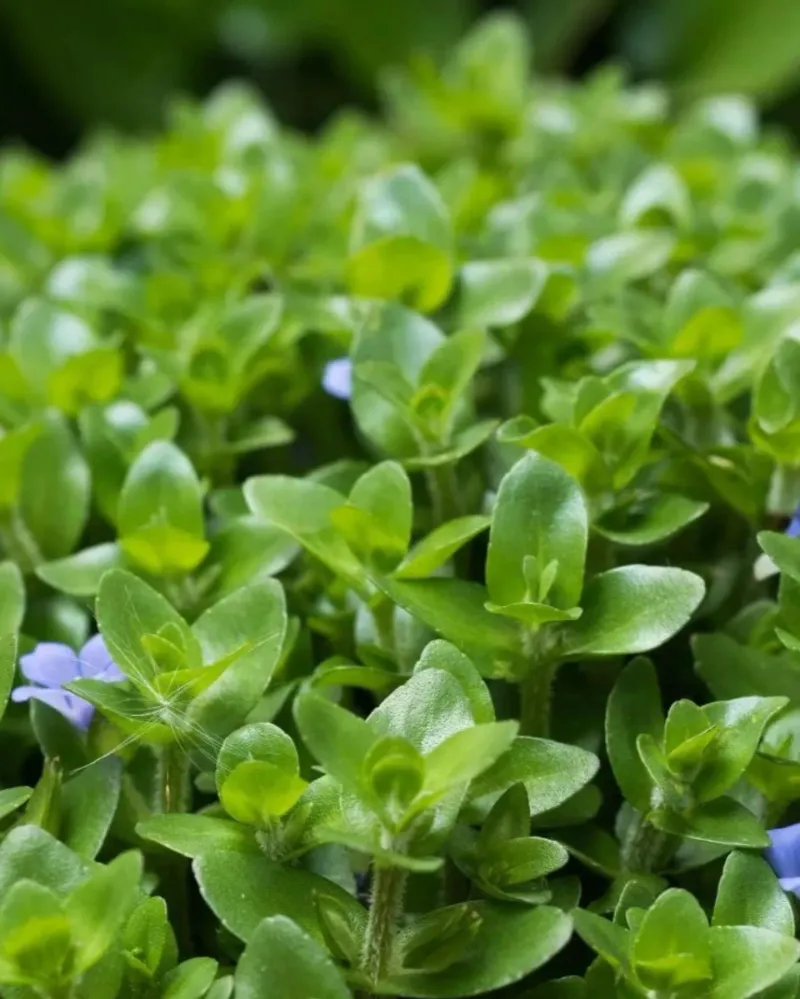 Lemon Bacopa Naturally Belongs Around Water