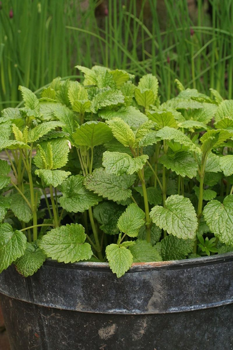 Lemon Balm Brings A Strong Citrus Scent To Patios Lemon Balm Brings A Strong Citrus Scent To Patios