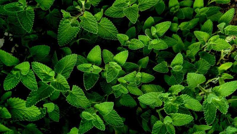 Lemon Balm Overtakes Garden Borders Quickly