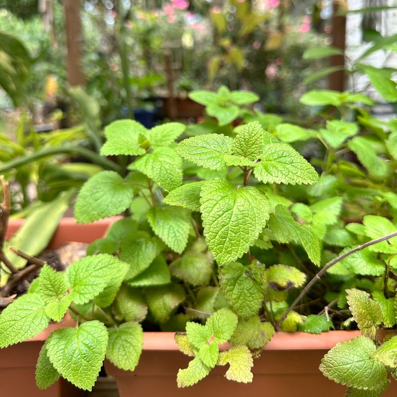 Lemon Balm Stays Productive In Light Shade Lemon Balm Stays Productive In Light Shade