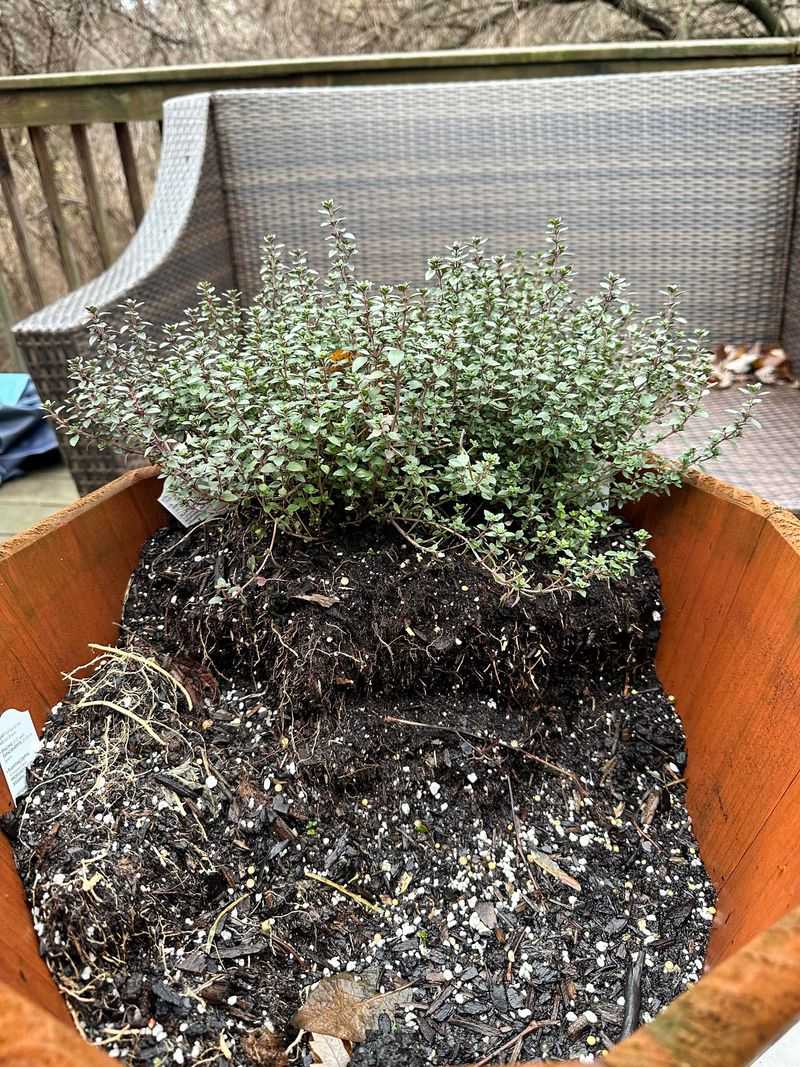 Lemon Thyme Adds A Citrus Barrier Lemon Thyme Adds A Citrus Barrier
