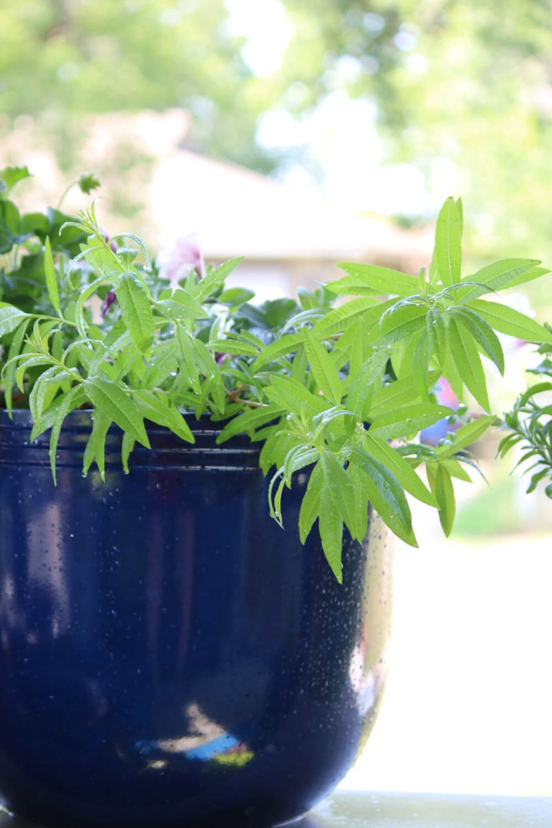 Lemon Verbena Loves Summer Heat Lemon Verbena Loves Summer Heat