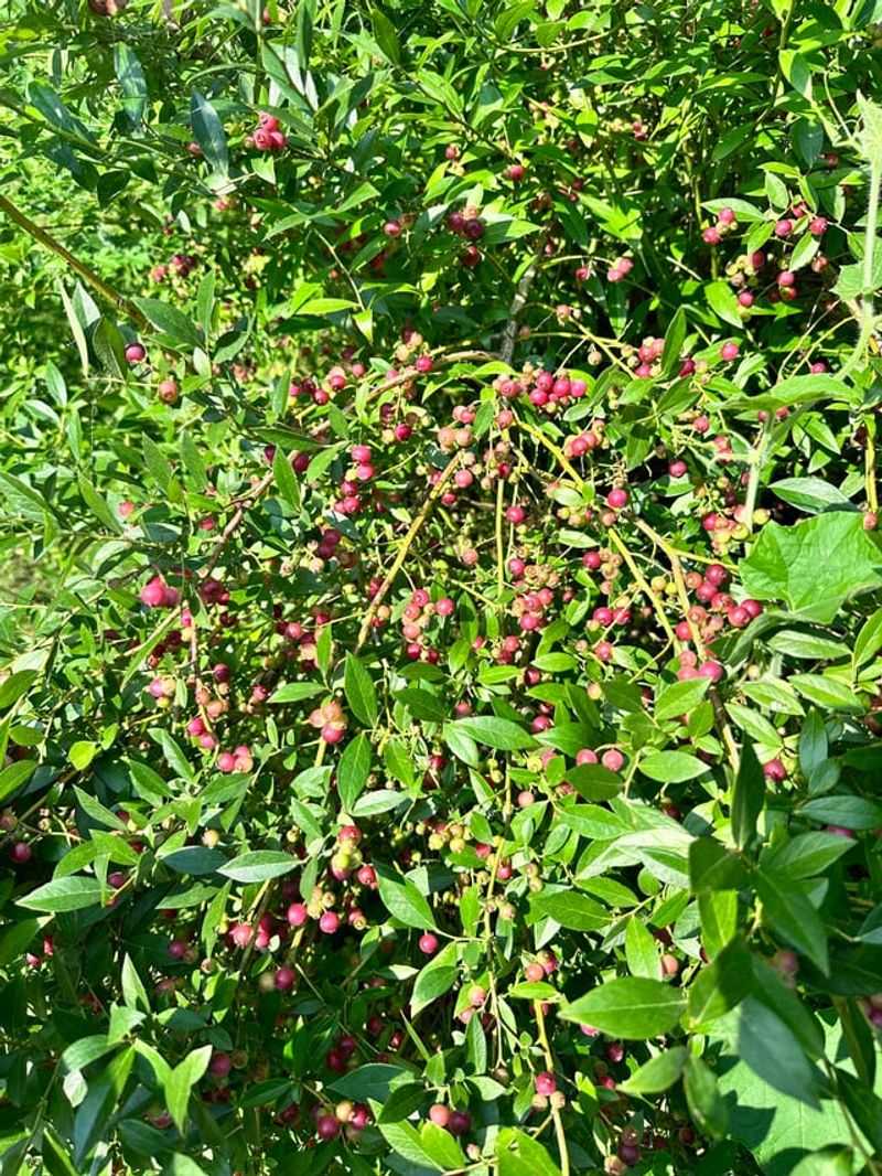 Lemonade Berry Needs Very Little Seasonal Cleanup Lemonade Berry Needs Very Little Seasonal Cleanup