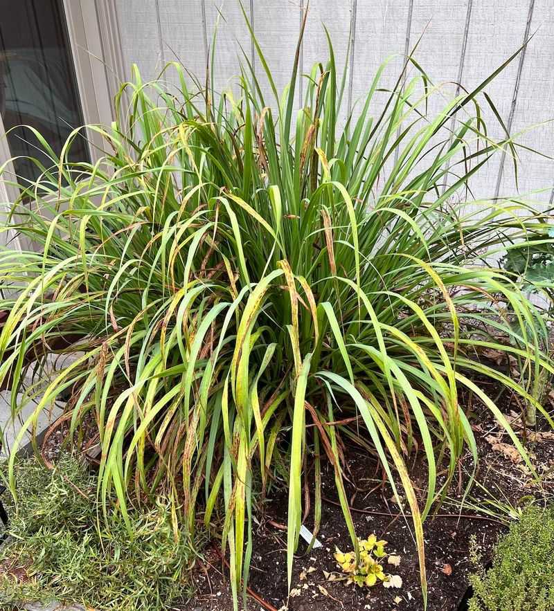 Lemongrass Lemongrass