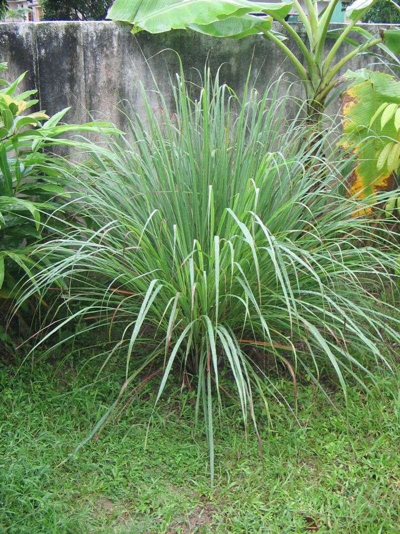 Lemongrass Adds A Strong Citrus Barrier Lemongrass Adds A Strong Citrus Barrier