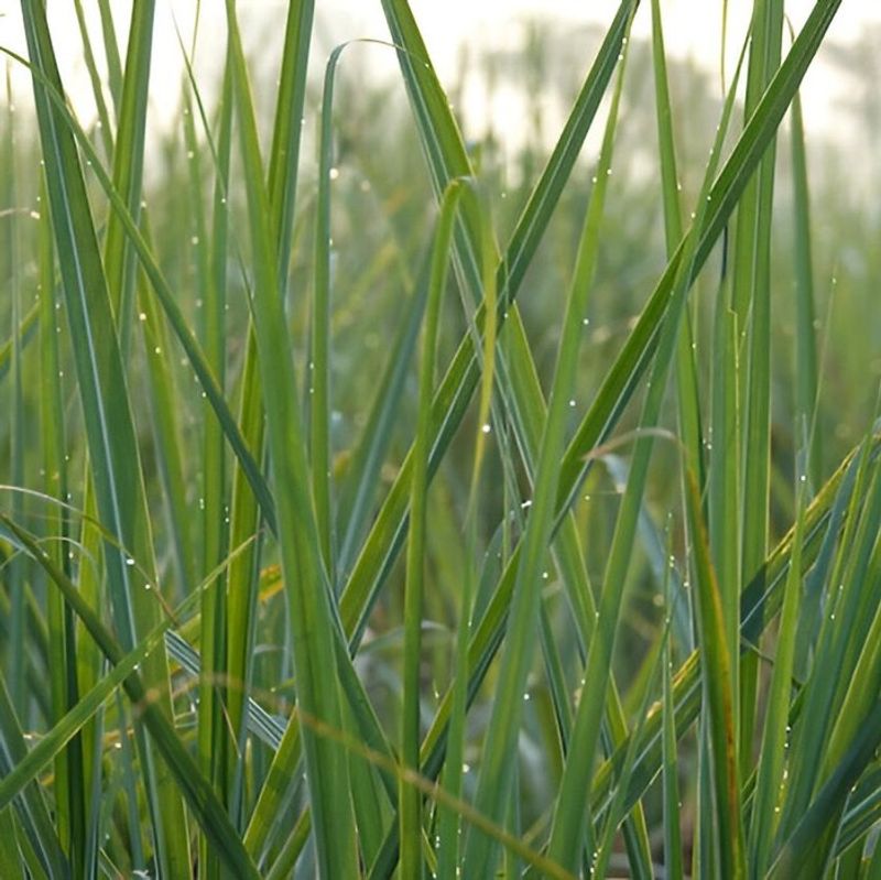 Lemongrass Became A Popular Snake Repellent Claim Lemongrass Became A Popular Snake Repellent Claim