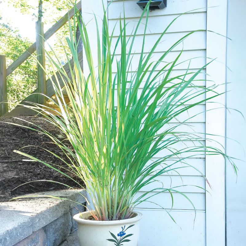 Lemongrass Builds A Tall Fragrant Screen Beside The Entry