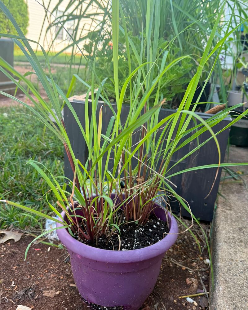 Lemongrass Is The Fragrant Patio Herb Lemongrass Is The Fragrant Patio Herb