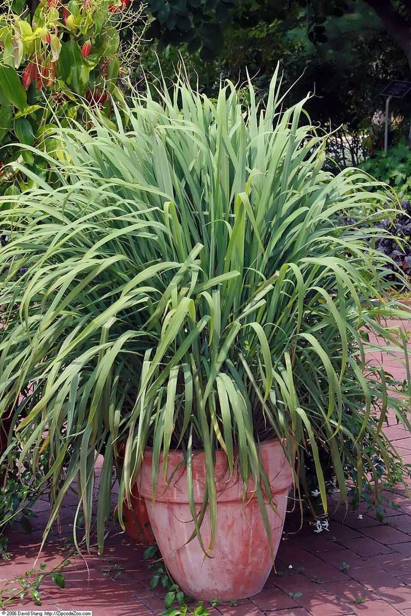 Lemongrass Packs Citrusy Oils Into A Towering Summer Clump Lemongrass Packs Citrusy Oils Into A Towering Summer Clump