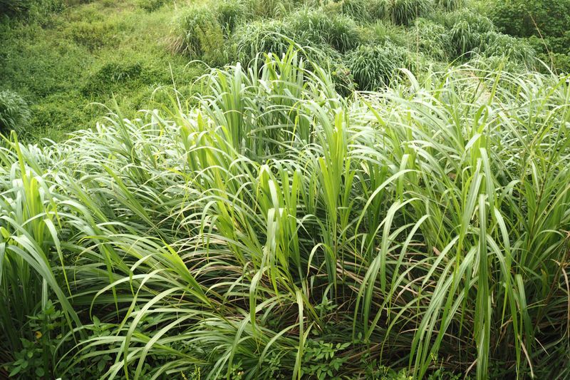 Lemongrass