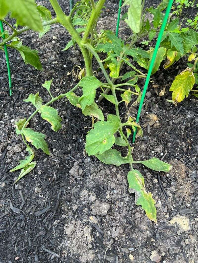 Less Air Reaches The Root Zone Less Air Reaches The Root Zone