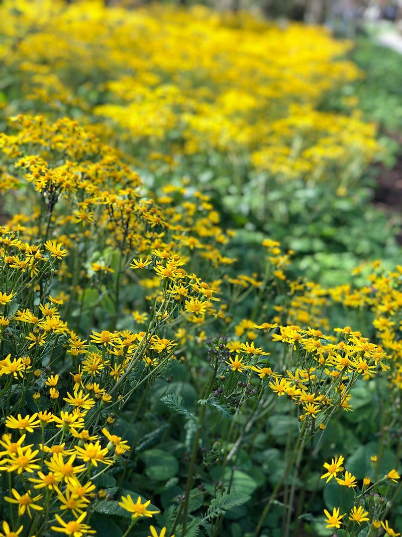 Less Bare Soil Means Fewer Weed Openings