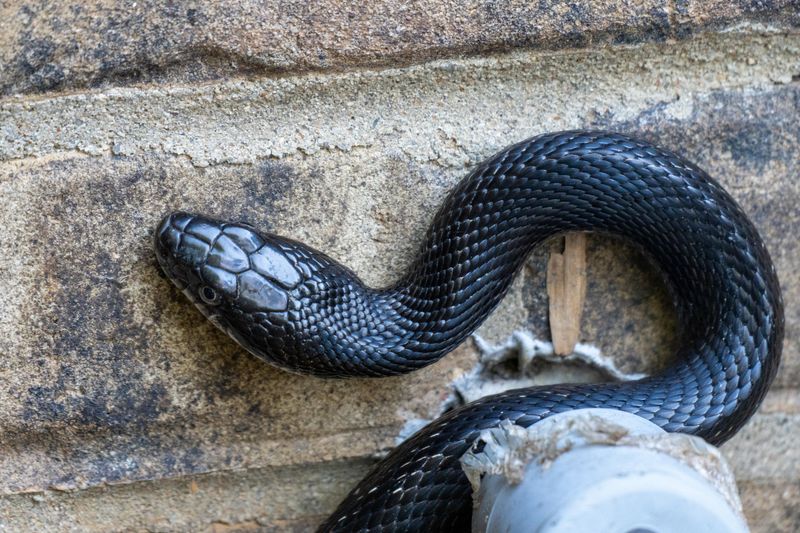 Less Cover Gives Snakes Fewer Reasons To Linger Less Cover Gives Snakes Fewer Reasons To Linger