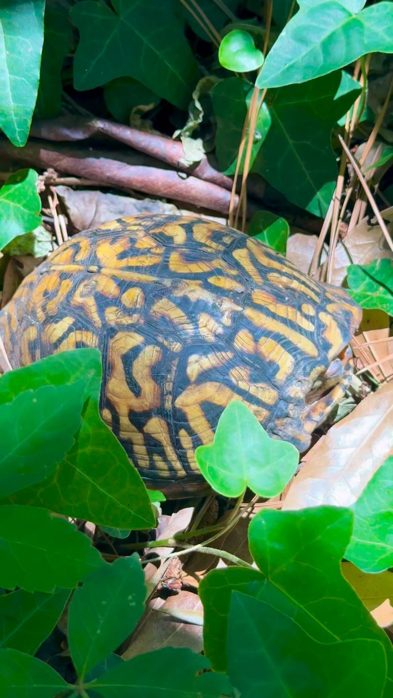 Less Lawn Can Create Better Wildlife Habitat Less Lawn Can Create Better Wildlife Habitat
