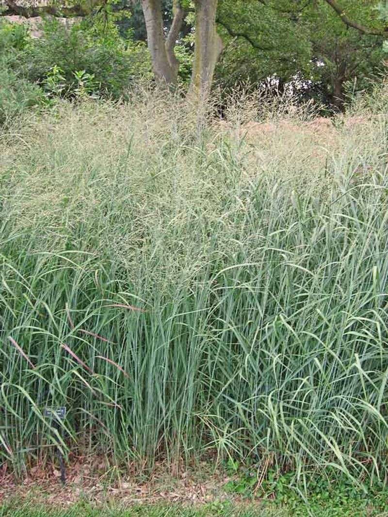 Less Mowing Leaves More Habitat Around The Grass Less Mowing Leaves More Habitat Around The Grass