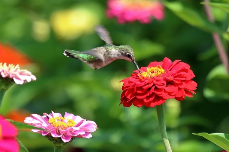 Less Spraying Leaves More Natural Food Around The Flowers