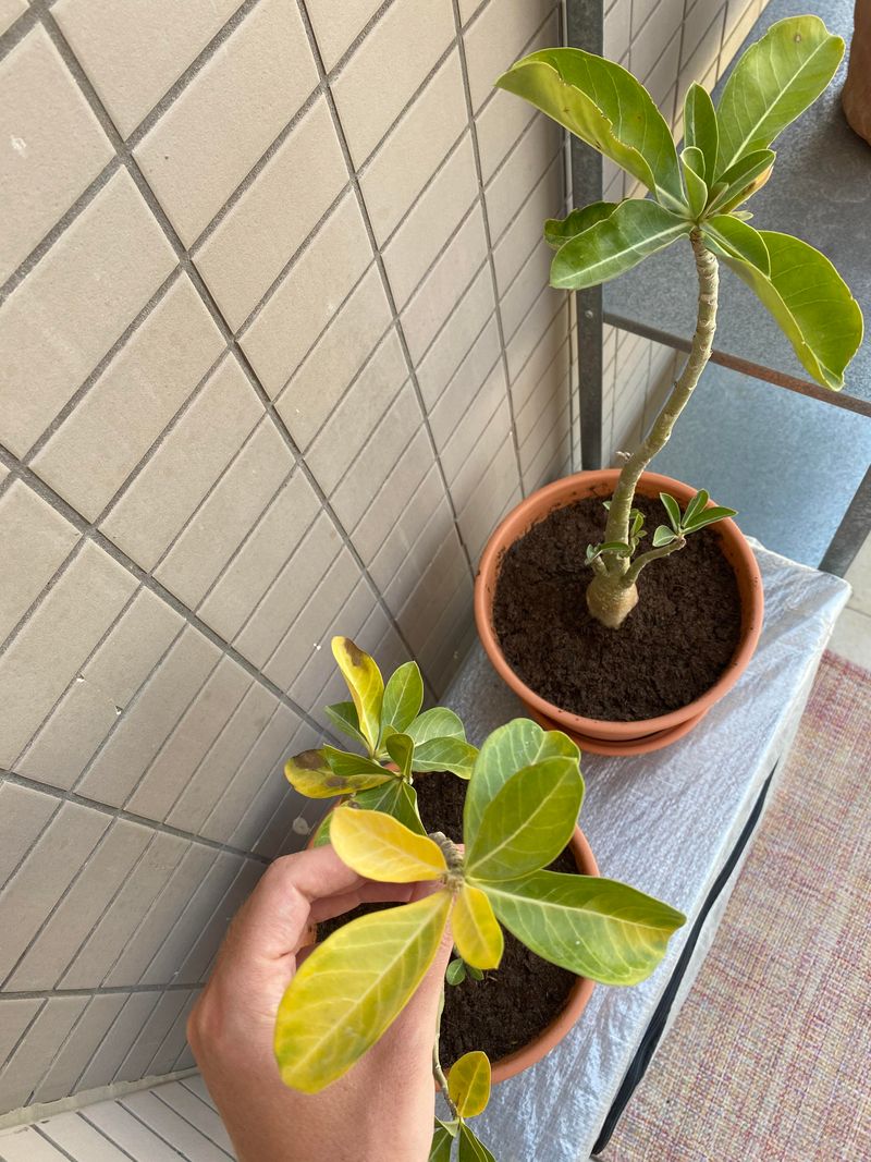 Less Sun Can Make The Yellowing Worse